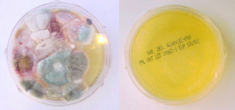 Before and 
after exposure to UVC lights